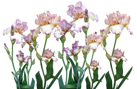 Spring nature cut out