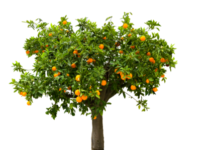 Orange tree isolated fruit