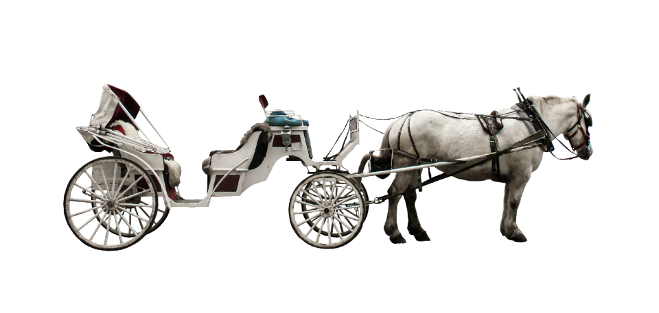 Transport horse isolated