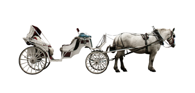 Transport horse isolated