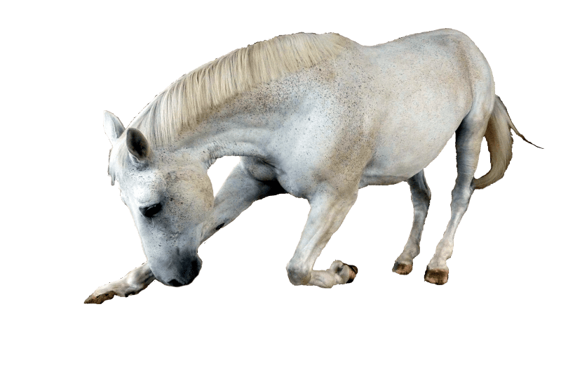 Mold freedom equestrian