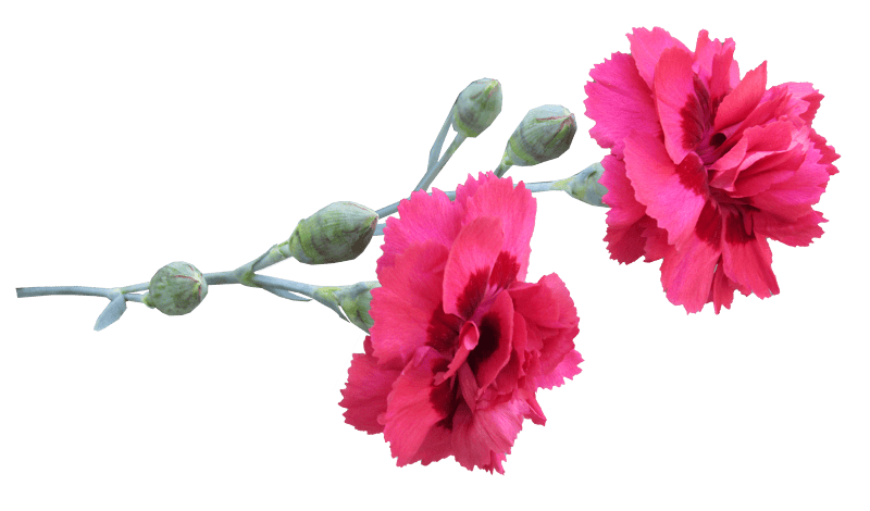 Garden nature cut out
