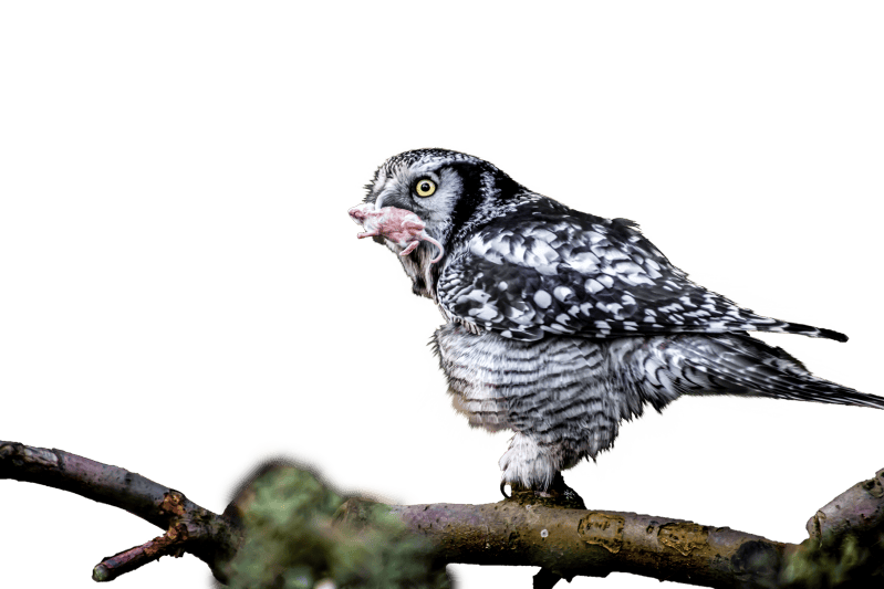 Mouse raptor bird of prey