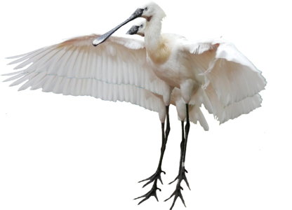 Nature animals rattle stork