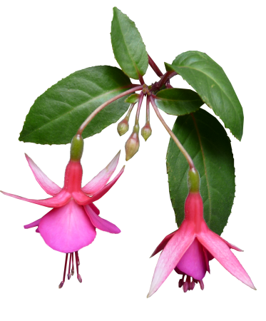 Plant garden nature
