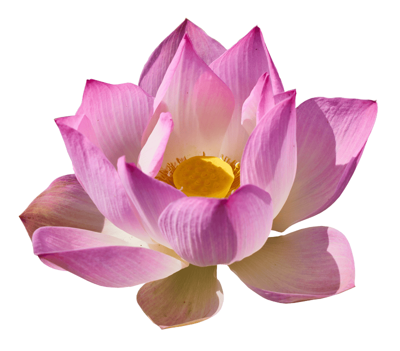 Lily png lotus transparent background lily has a transparent background