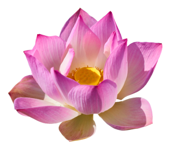 Lily png lotus transparent background lily has a transparent background
