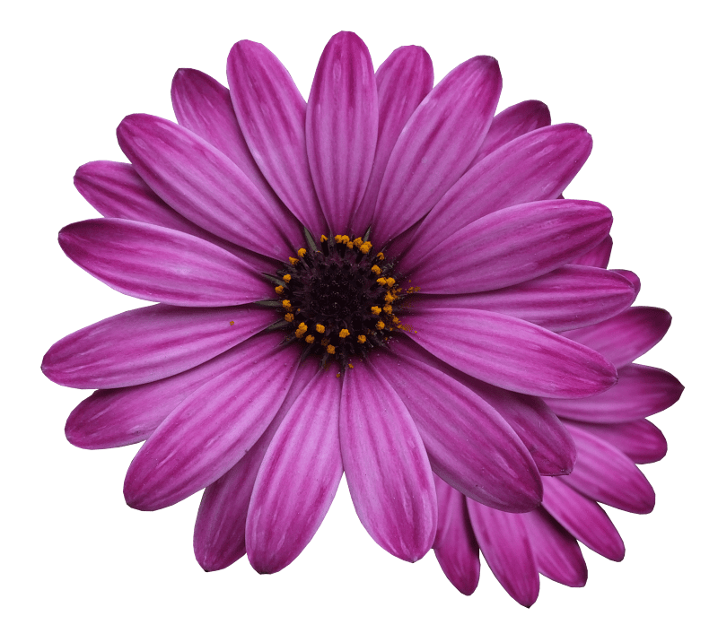 Flowers transparent background for photoshop flower purple