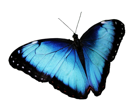 Butterfly transparent background for web for photoshop