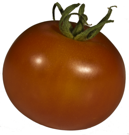 Xitomatl nachtschattengewächs red