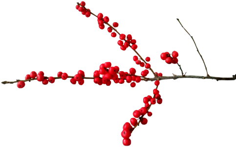 Christmas motif berry red branch