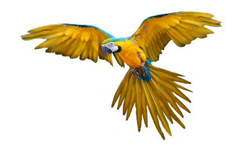 Yellow plumage bird yellow