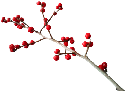 Deco berry red branch