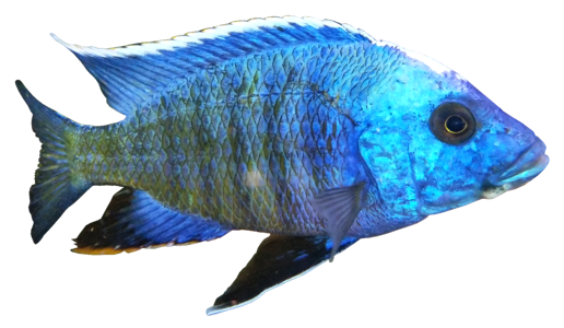 Steel blue fish freshwater fish