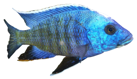 Steel blue fish freshwater fish