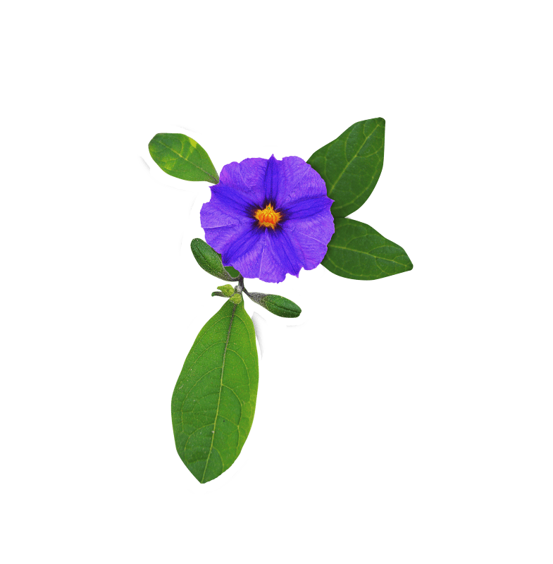 Lilac flowers petals