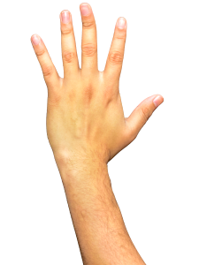 Fingers arm png