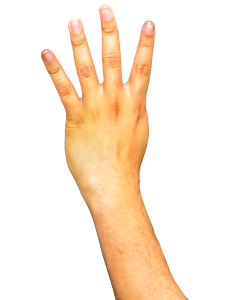 Fingers arm png
