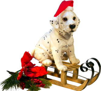 Dog on sledge christmas winter