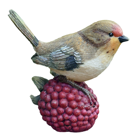 Bird raspberry nature