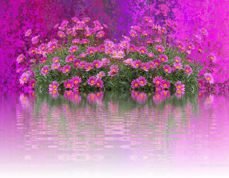 Garden sea of flowers shrub