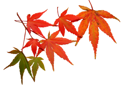 Maple season foliage