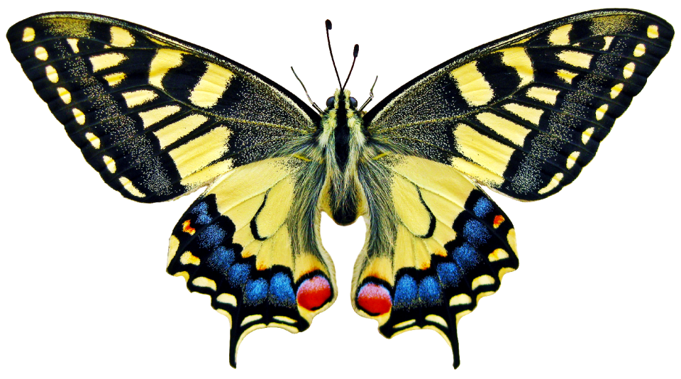 Lepidoptera nature bright
