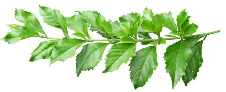 Plant branch foliage