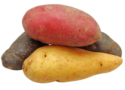 Fingerling rainbow potatoes