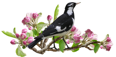 Tree garden wildlife