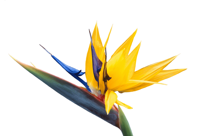 Strelitzia strelitzia orchids exotic