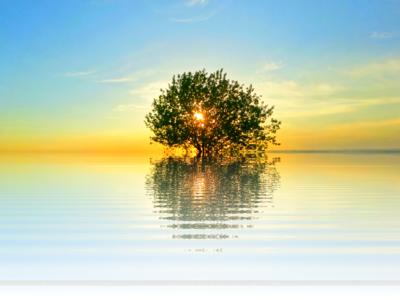 Nature tree isolated