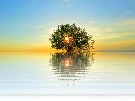 Nature tree isolated