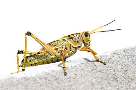 Insect romaleidae animal