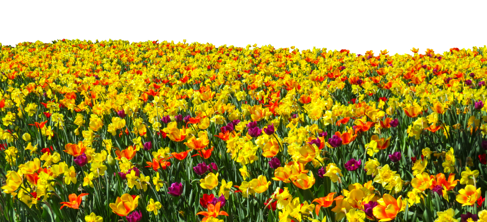 Tulips daffodils osterglocken