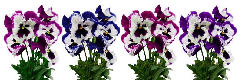 Pansy blossom bloom