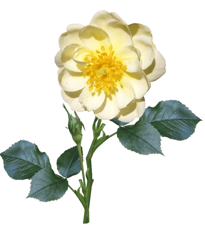 Flower garden nature