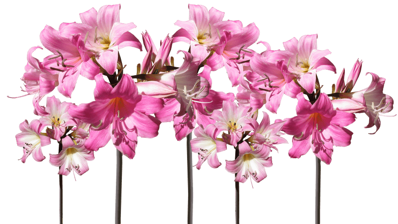Flowers garden nature