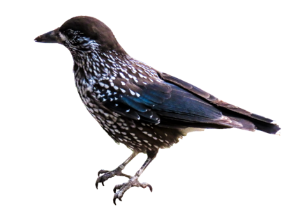 Nutcracker raven bird isolated