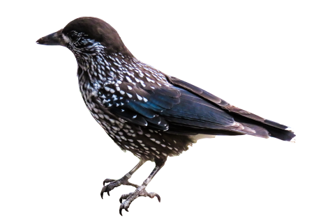 Nutcracker raven bird isolated