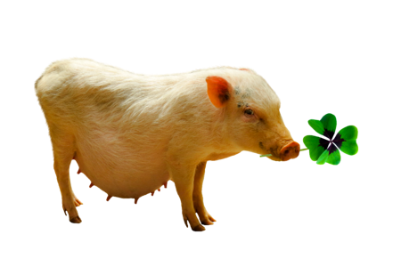 Four leaf clover lucky pig isolated