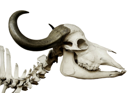 Syncerus caffer buffalo horn