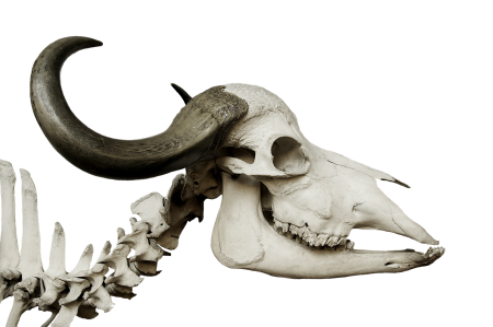 Syncerus caffer buffalo horn