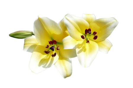 Lilies flowers flowers summer