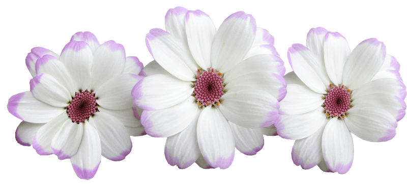 Decoration floral cut out