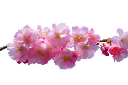 Spring japanese cherry blossom bloom