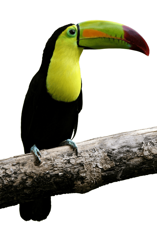 Bill colorful beautiful