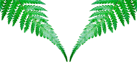 Isolated growth fiddlehead