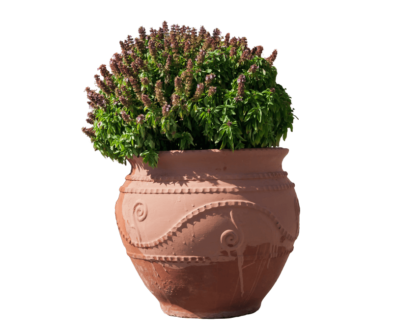 Flowers plant terracotta