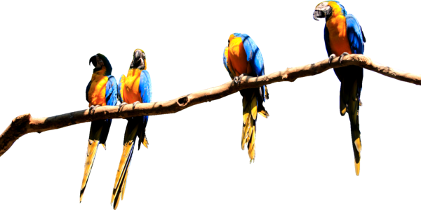 Parrot bird plumage